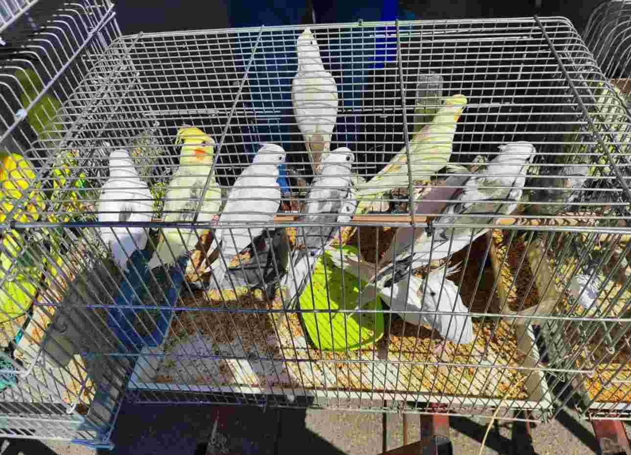 Antalya’da kaçak papağan operasyonu