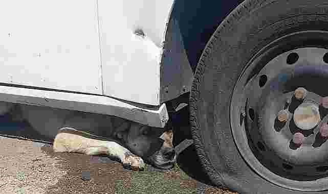Otomobilin altına sıkışan köpeği itfaiye kurtardı