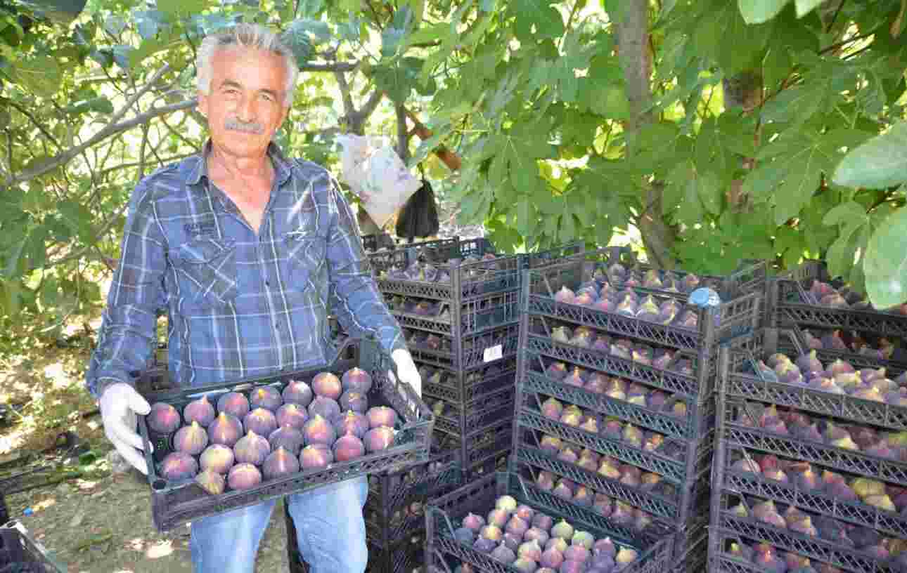 Antalya İbradı’da incir hasadı başladı