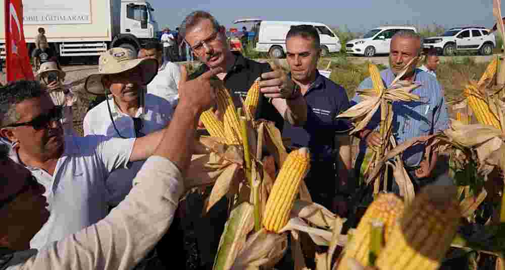 Yerli ve Milli Mısır çeşidi Çukurova’da görücüye çıktı
