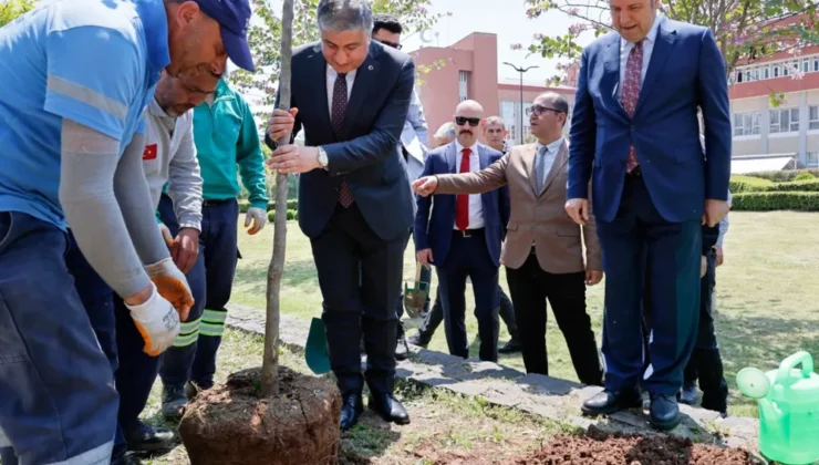 Adana valiliğinin bahçesinde 36 turunç ağacı toprakla buluştu