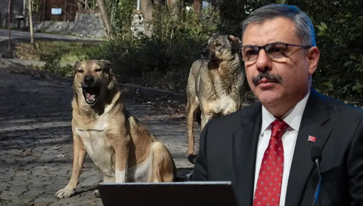 Bakan Çiftçi: Sahipsiz hayvanların yüzde 80’i toplandı